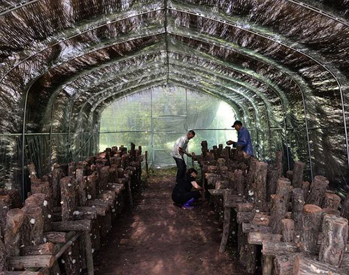 耳棚棚膜布局革新手艺要点